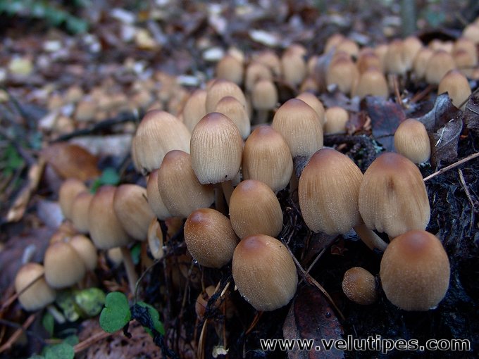 Coprinellus micaceus