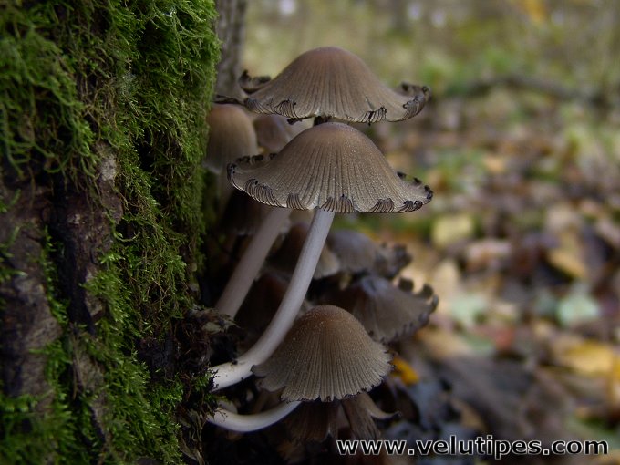 Coprinellus micaceus