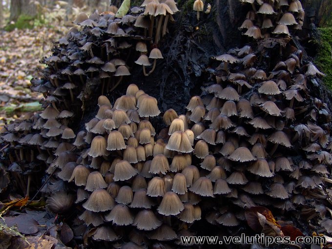 Coprinellus micaceus