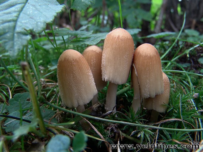 Coprinellus micaceus