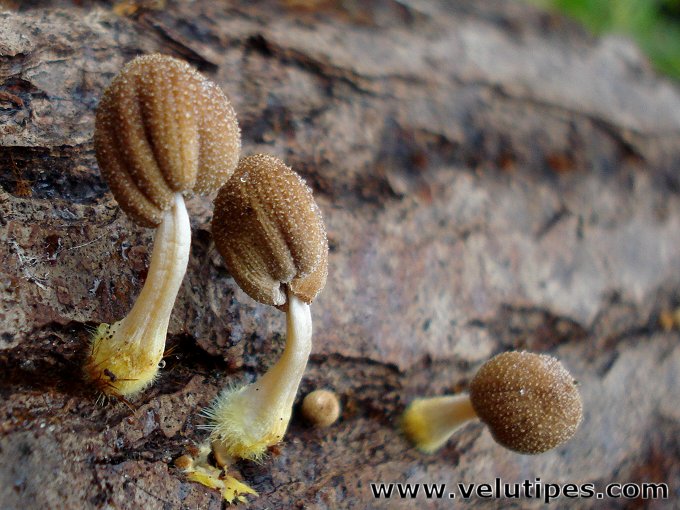 Coprinellus micaceus