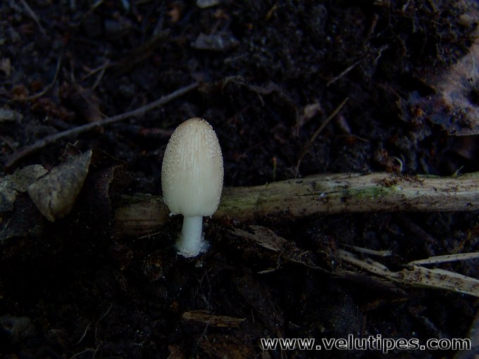 Coprinellus xanthothrix?