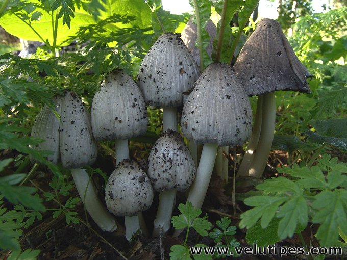 Coprinopsis atramentaria