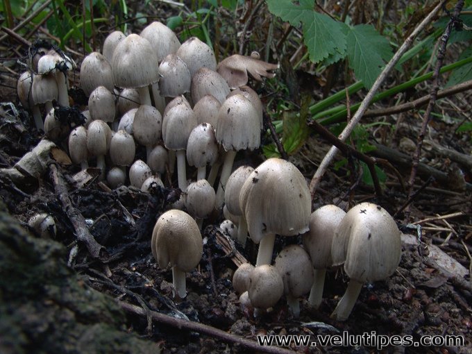 Coprinopsis atramentaria