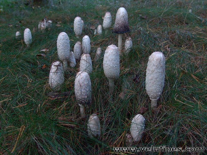 Coprinus comatus