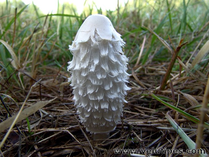 Coprinus comatus