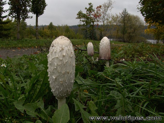 Coprinus comatus