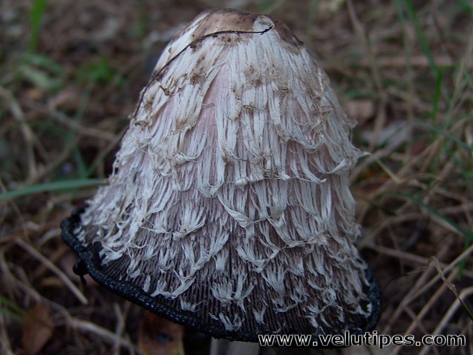 Coprinus comatus