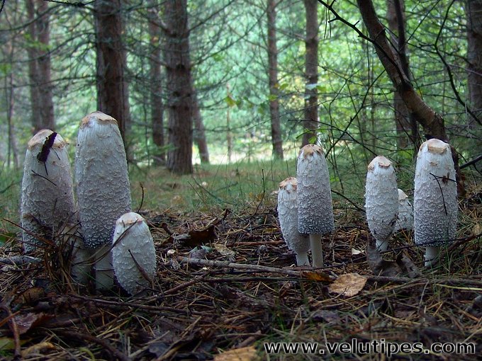 Coprinus comatus
