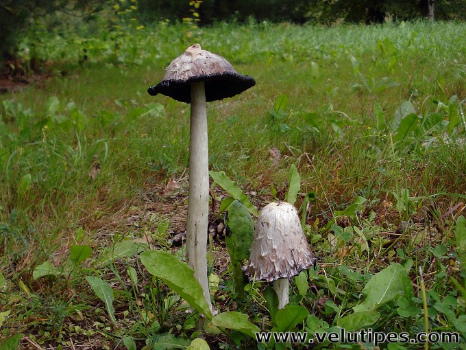 Coprinus comatus