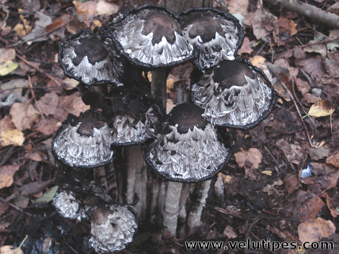 Coprinus comatus