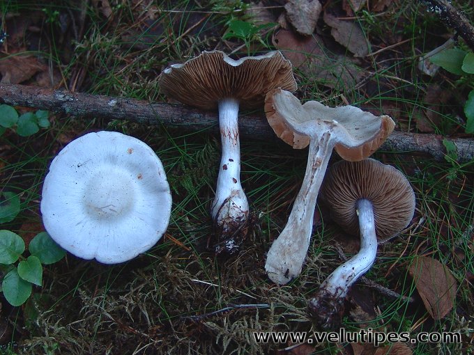 Cortinarius alboviolaceus