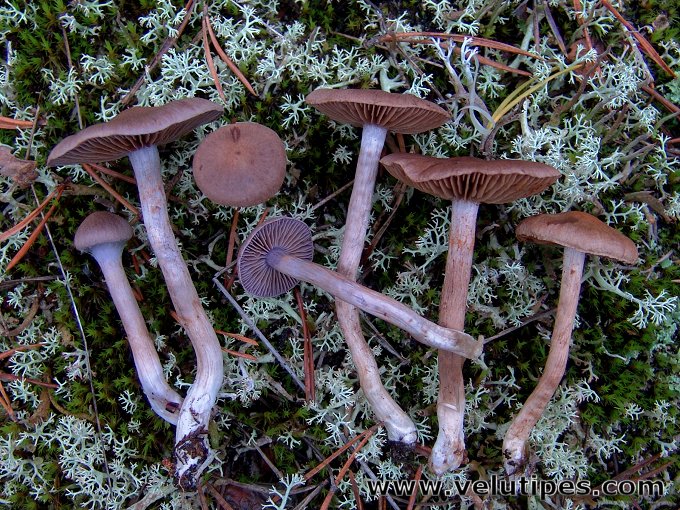 Cortinarius anomalellus?