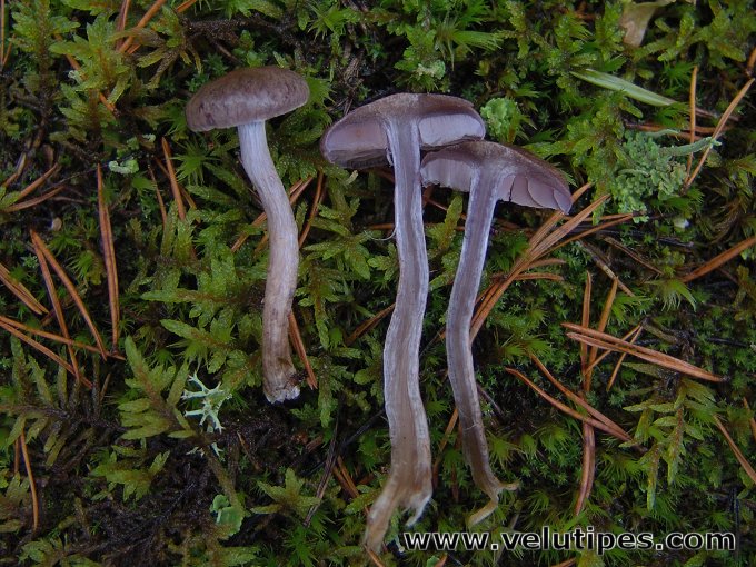 Cortinarius anomalellus
