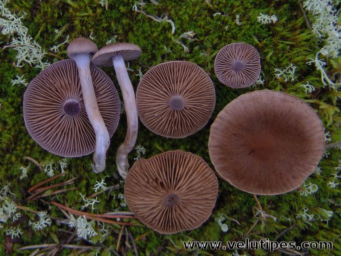 Cortinarius anomalellus
