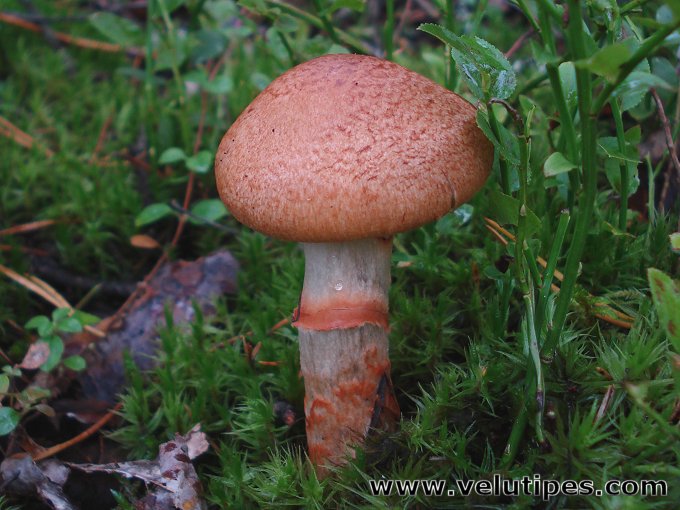  Cortinarius armillatus 