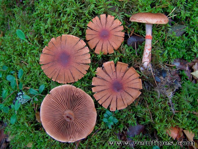  Cortinarius armillatus 