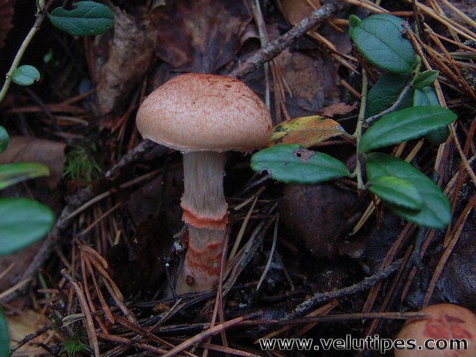  Cortinarius armillatus 