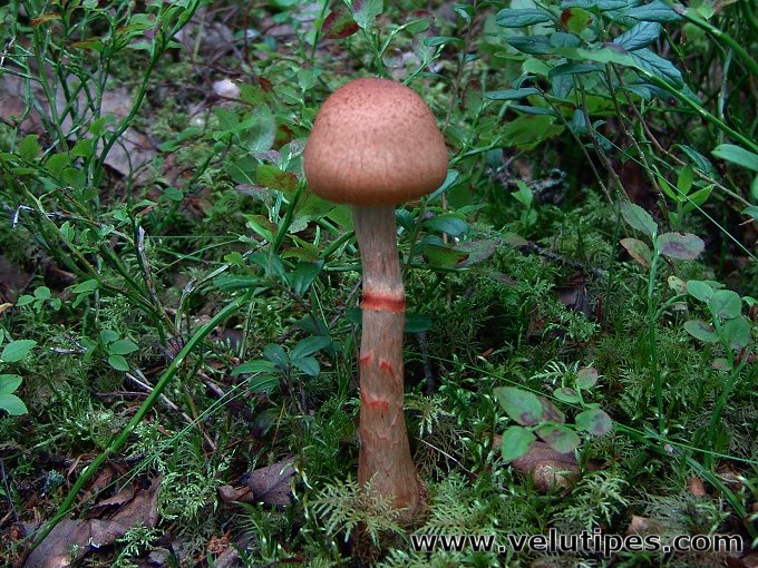 Cortinarius armillatus