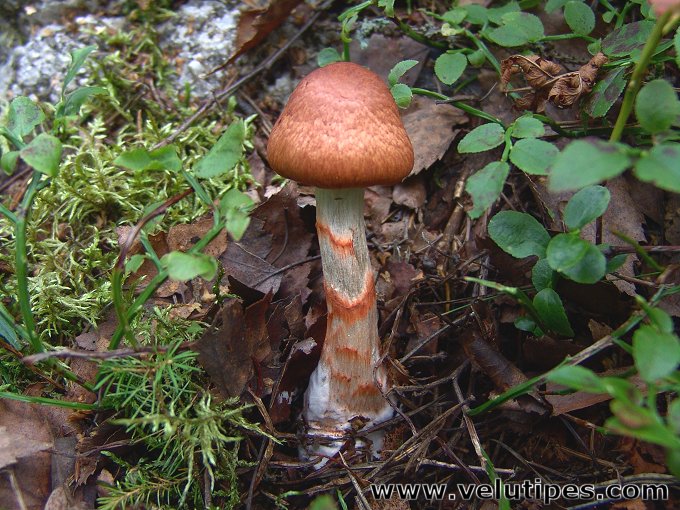 Cortinarius armillatus