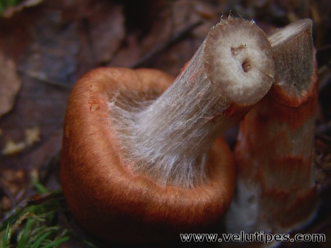 Cortinarius armillatus
