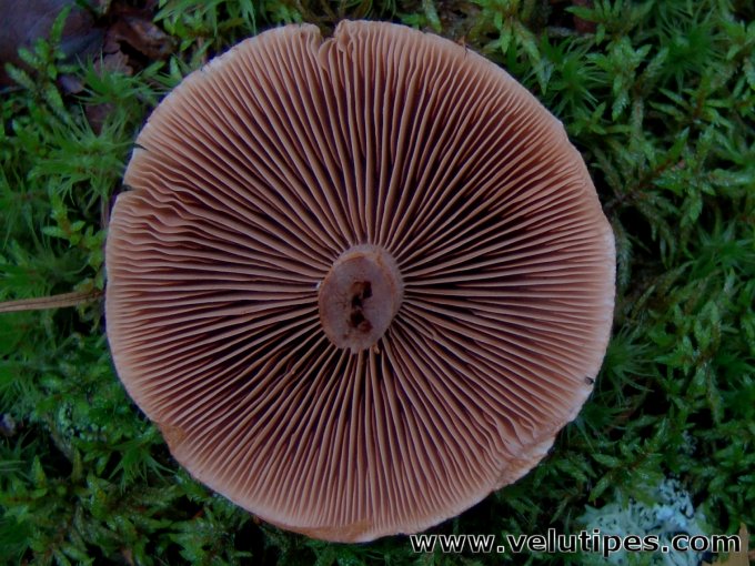Cortinarius armillatus