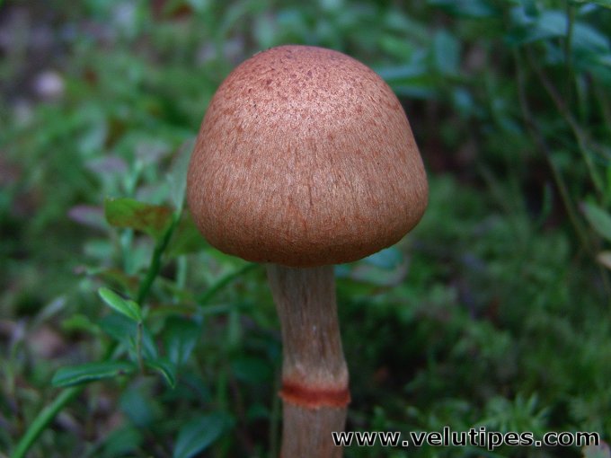 Cortinarius armillatus