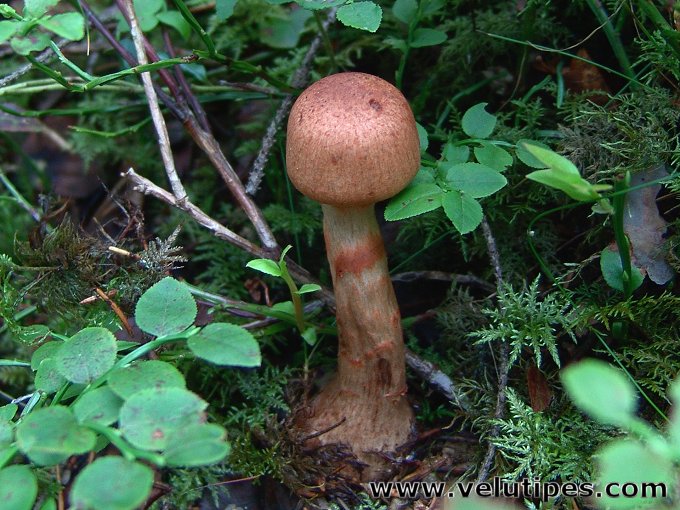 Cortinarius armillatus