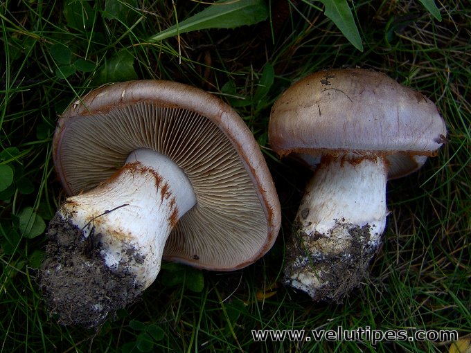 Cortinarius balteatocumatilis
