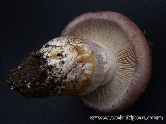 Cortinarius balteatocumatilis