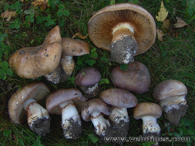  Cortinarius balteatocumatilis 
