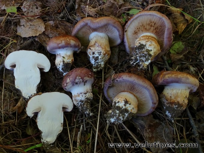  Cortinarius balteatocumatilis 