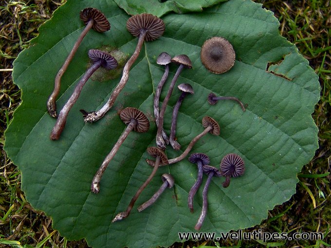 Cortinarius bibulus