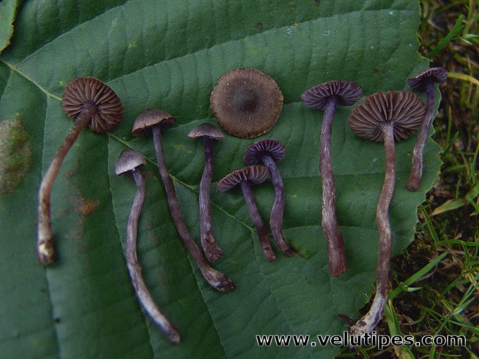 Cortinarius bibulus