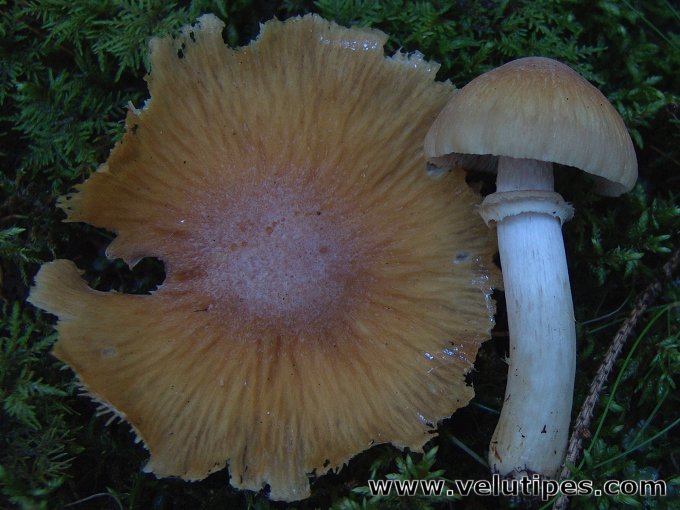 Cortinarius caperatus