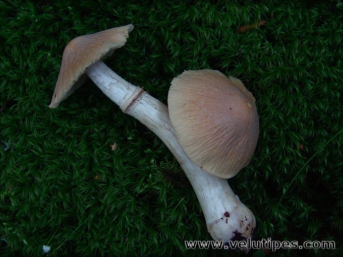 Cortinarius caperatus