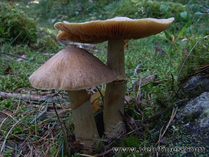 Cortinarius caperatus