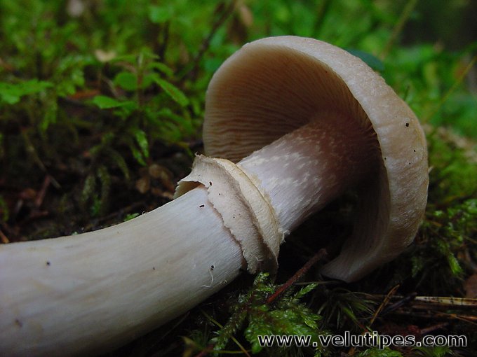Cortinarius caperatus
