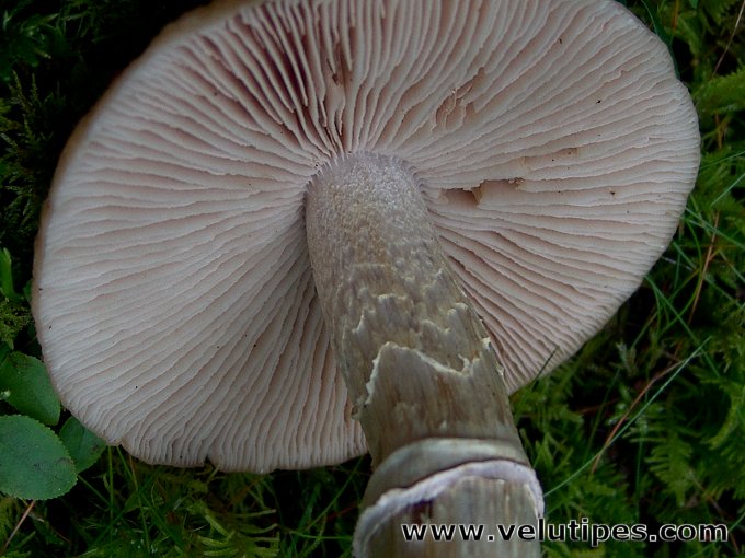 Cortinarius caperatus
