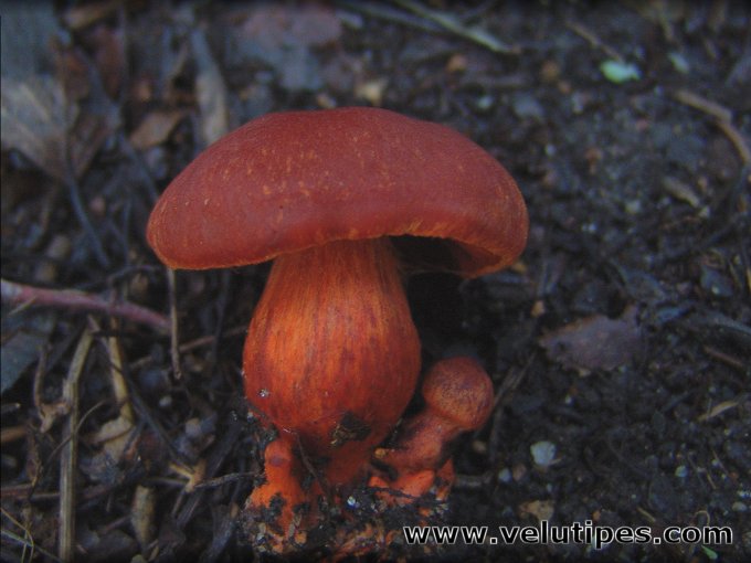 Cortinarius cinnabarinus