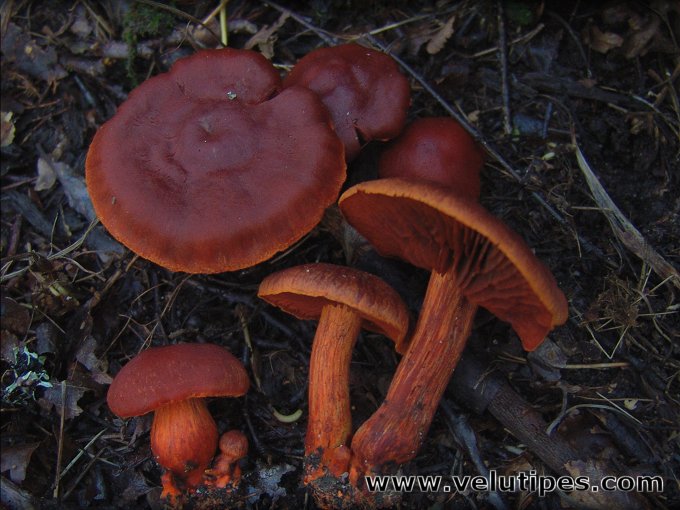 Cortinarius cinnabarinus