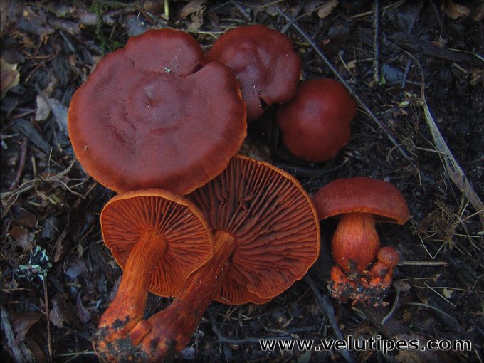 Cortinarius cinnabarinus