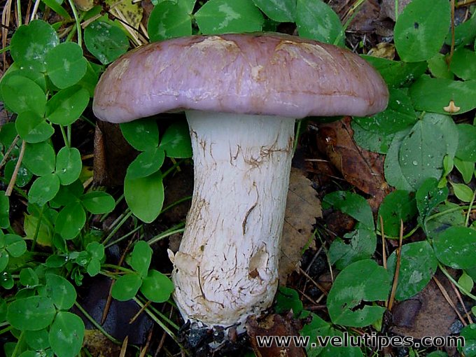 Cortinarius cumatilis