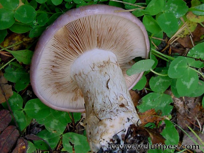 Cortinarius cumatilis