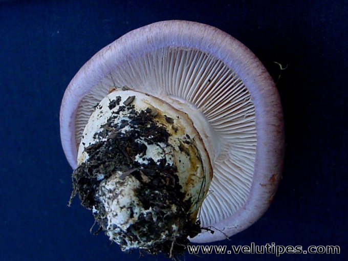 Cortinarius cumatilis