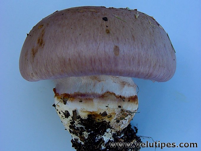 Cortinarius cumatilis