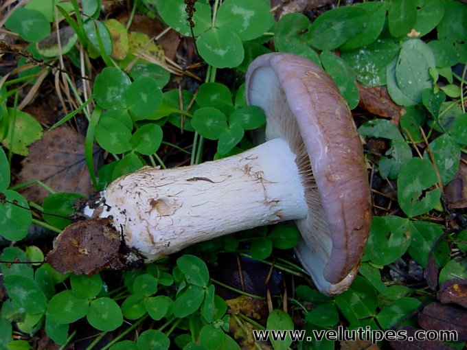 Cortinarius cumatilis