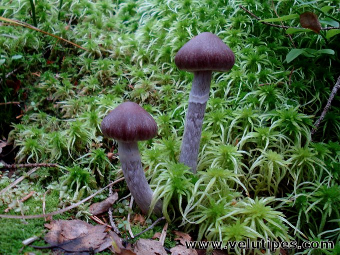 Cortinarius evernius