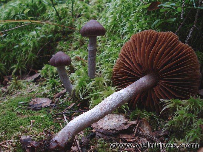 Cortinarius evernius