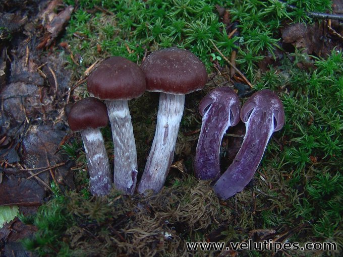 Cortinarius evernius
